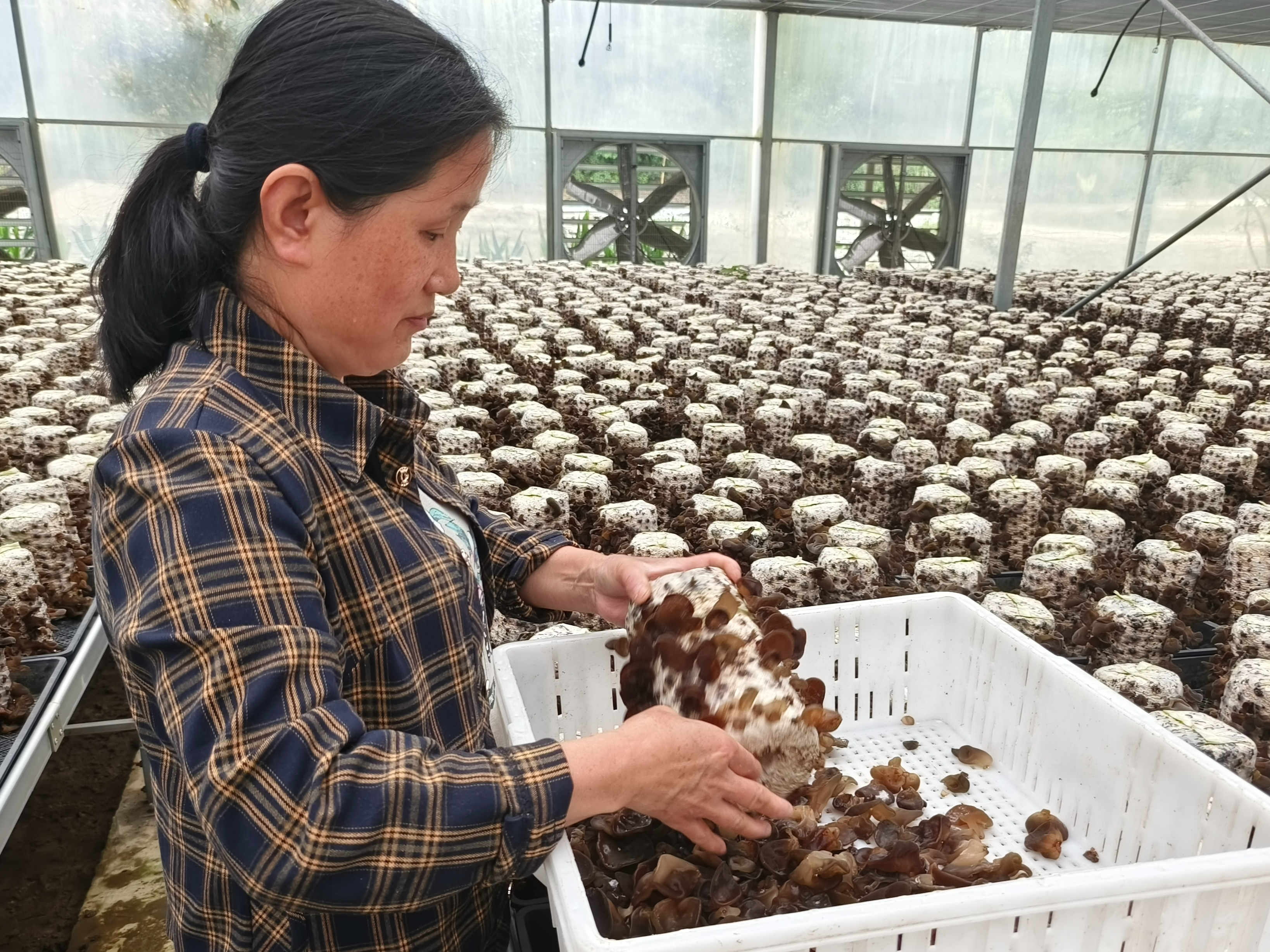 大庙乡：小小食用菌拓宽群众增收致富路