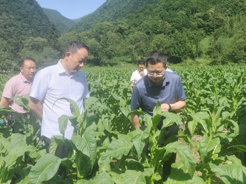 六鄉(xiāng)鎮(zhèn)著力提高煙葉田間管理水平