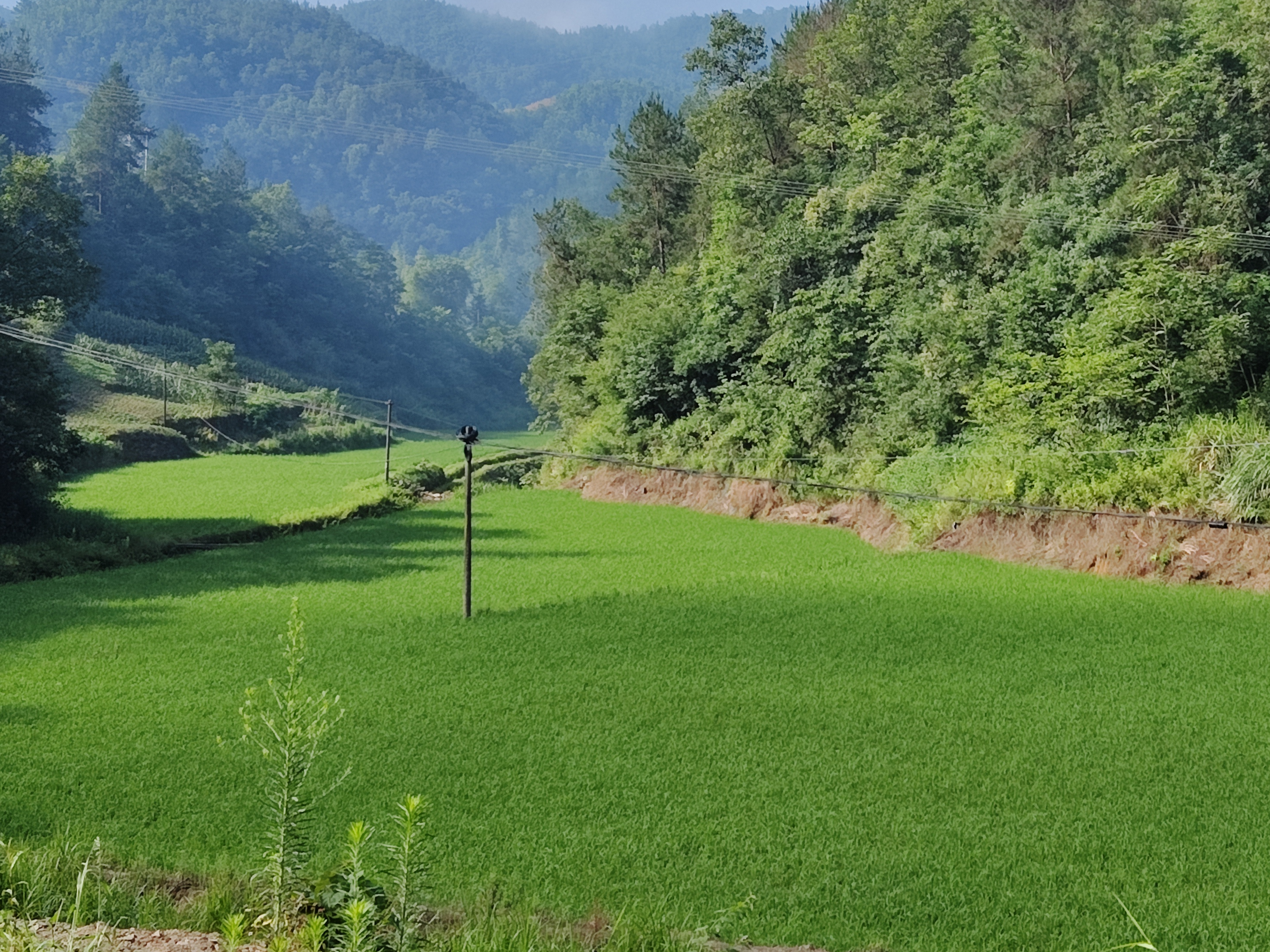 秦古镇独山村：土地流转经营  助力乡村振兴