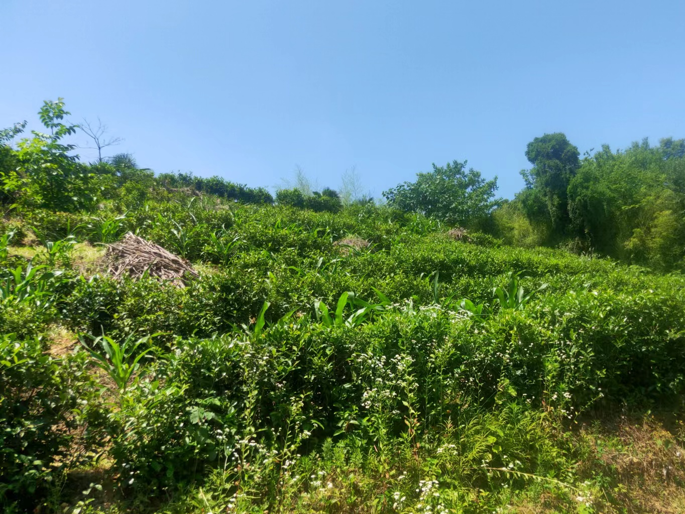 官渡镇：茶叶铺就致富路 茶韵飘香话振兴