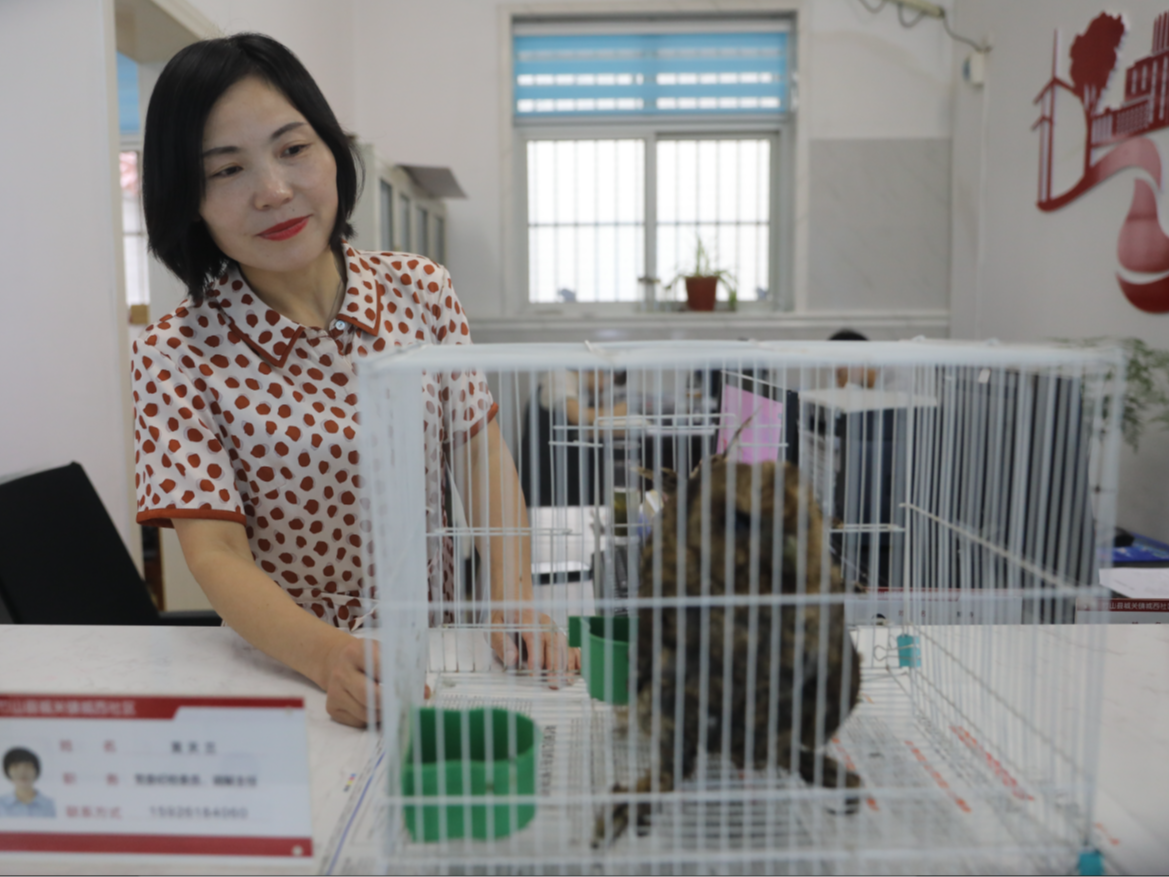 猫头鹰“被困”    救助后放飞