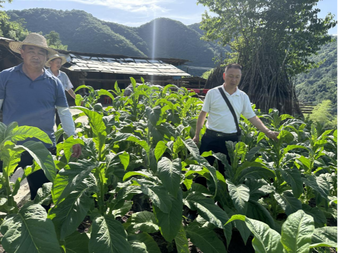 官渡镇：发展烟叶产业 助力乡村振兴