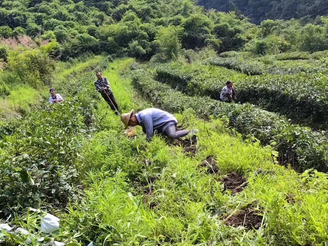 大庙乡：严守耕地红线 夯实粮食根基