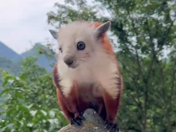 湖北武当山“萌鼠”与游客互动