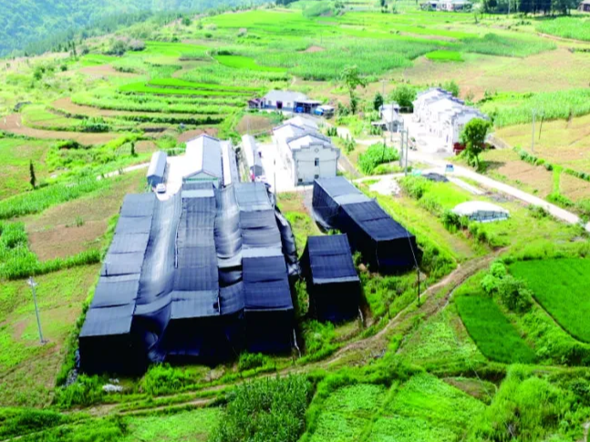 我县食用菌企业“两品一标”创建取得明显成效