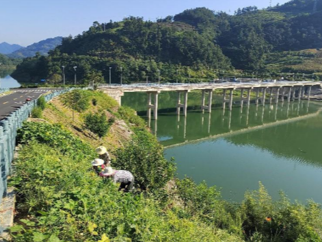 深河乡：晨兴薅纵蔓 不予待清秋