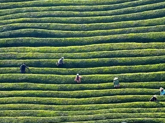 县农机服务中心：机械赋能大叶茶生产跑“加速度”