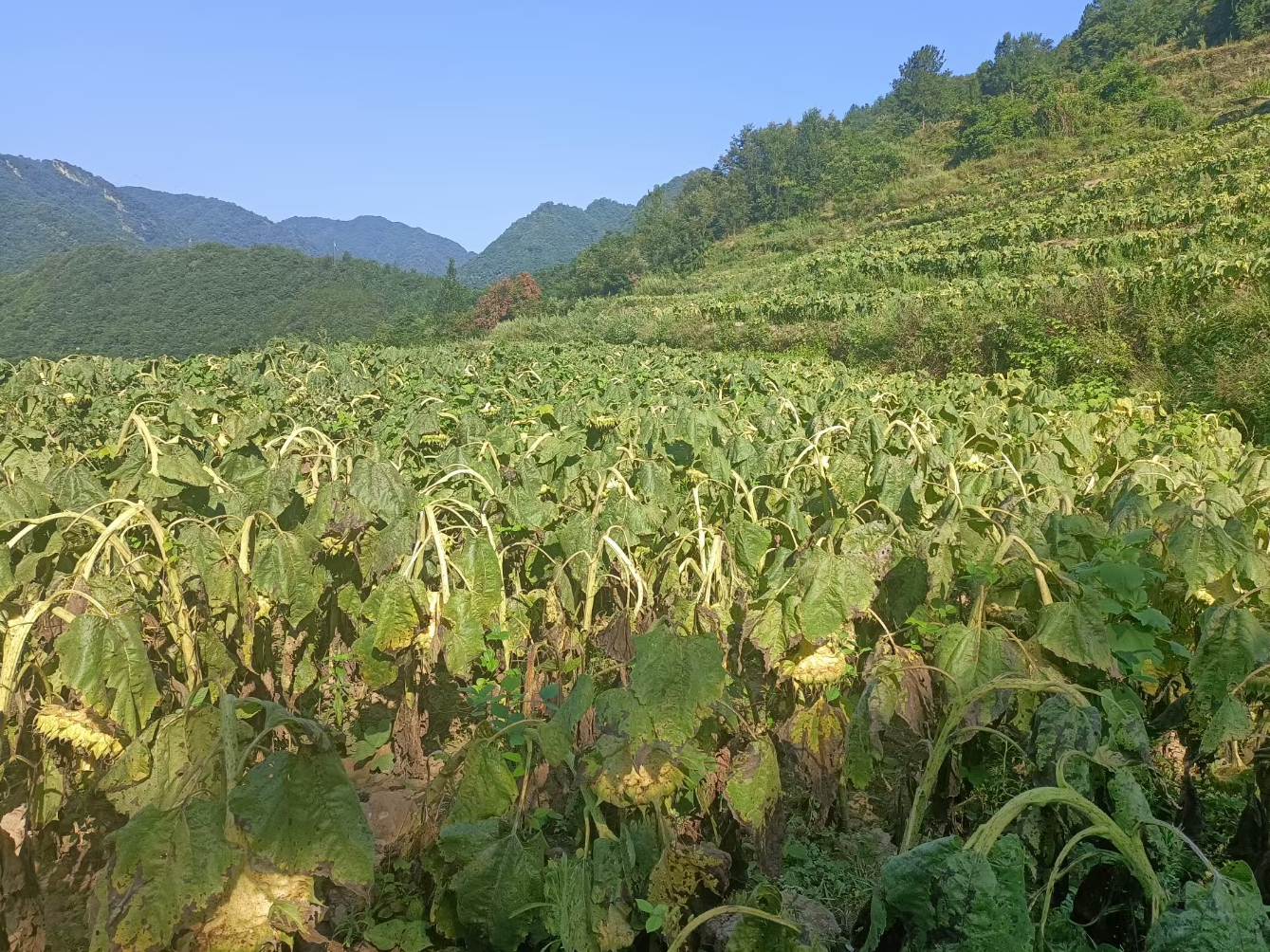 楼台乡：油葵喜获丰收  向阳“花”变致富“果”