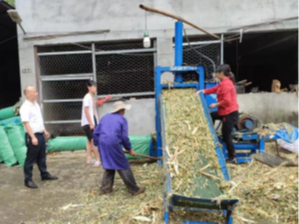 县畜牧中心入户指导秸秆青贮制作