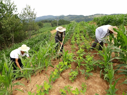 宝丰镇已完成耕地流出图斑整改面积1135.7亩