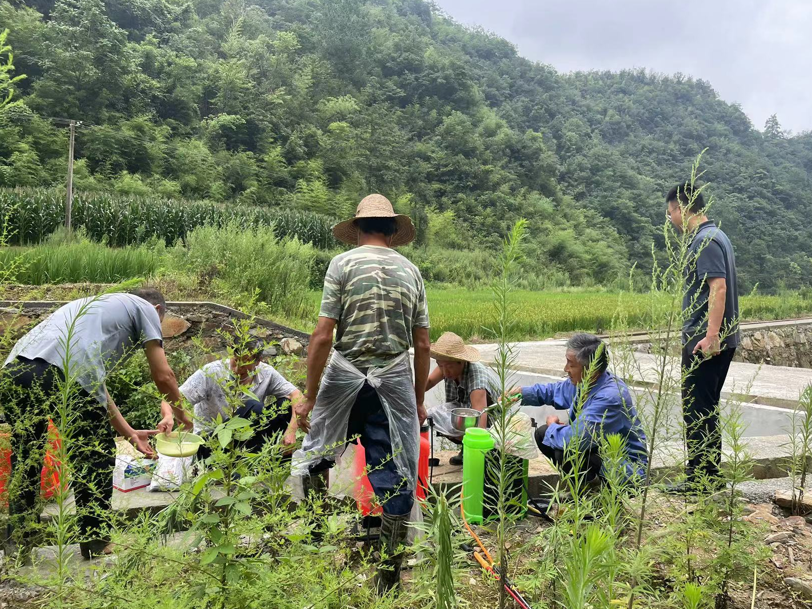 双台乡开展病虫害防治守好群众“米袋子”
