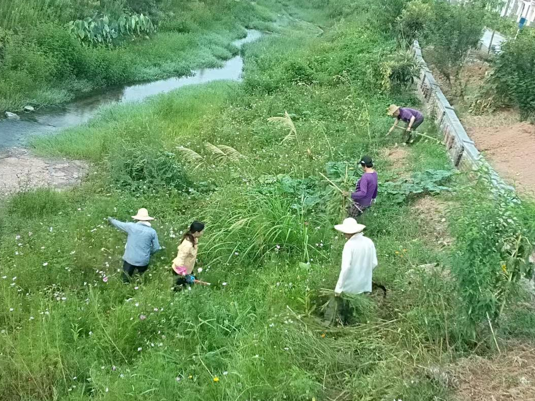 溢水镇：清理河岸杂草 守护河岸生态