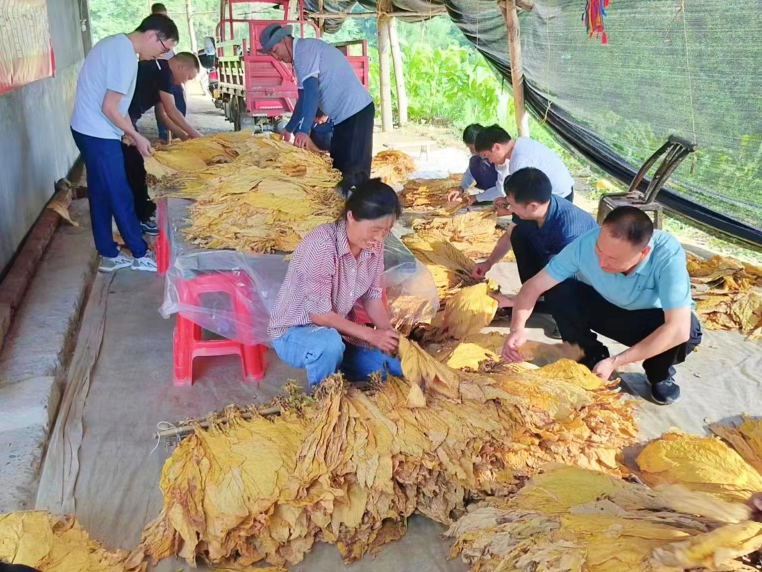 官渡镇：万亩烤烟喜丰收 千名烟农笑开颜