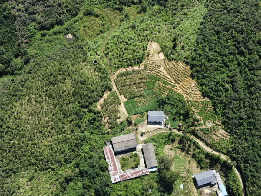 擂鼓镇：种好油茶树  拓宽致富路