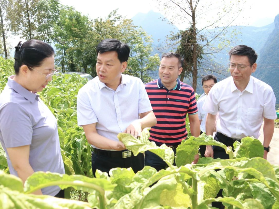 《中國煙草》雜志社董事長支樹華來我縣調研