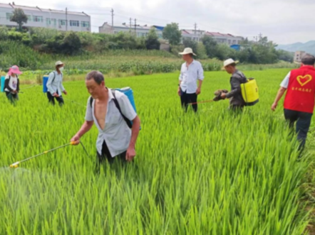 宝丰镇：巧念“三字诀” 助推水稻病虫害防治出实效