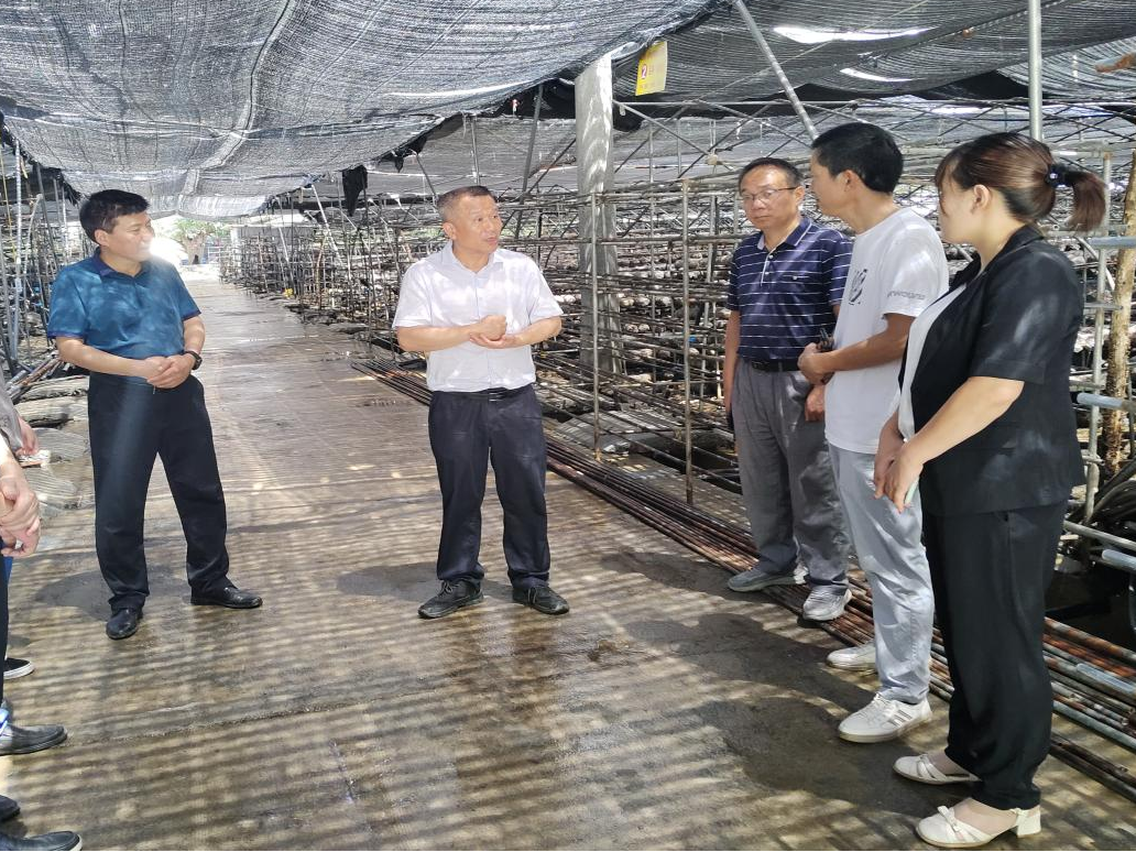 专家“把脉问诊”助推竹山食用菌产业提质