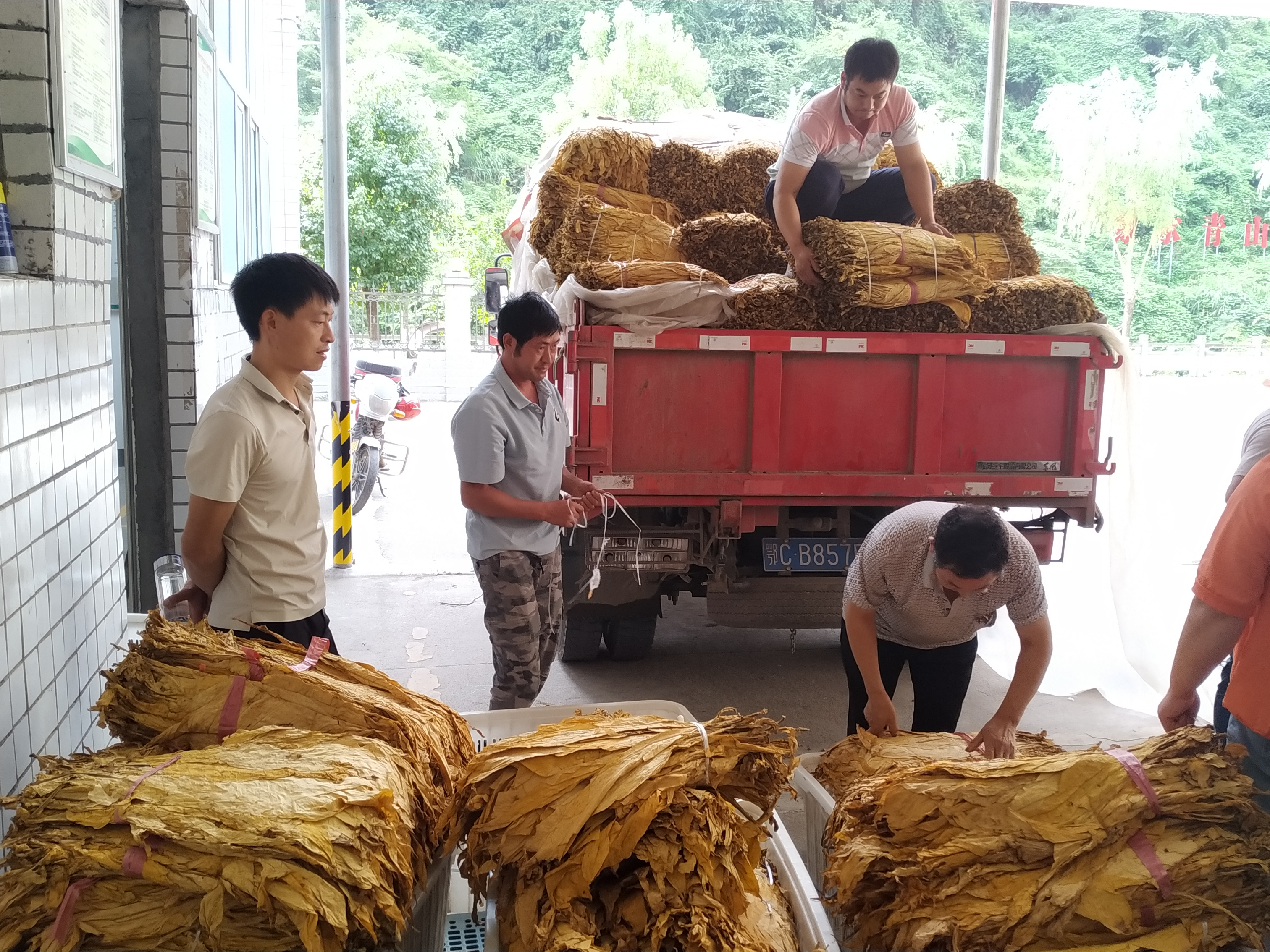 柳林乡：“黄金叶”满仓 开秤收烟忙