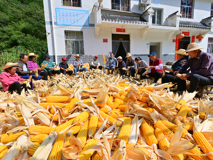雙臺鄉互助秋收成美景