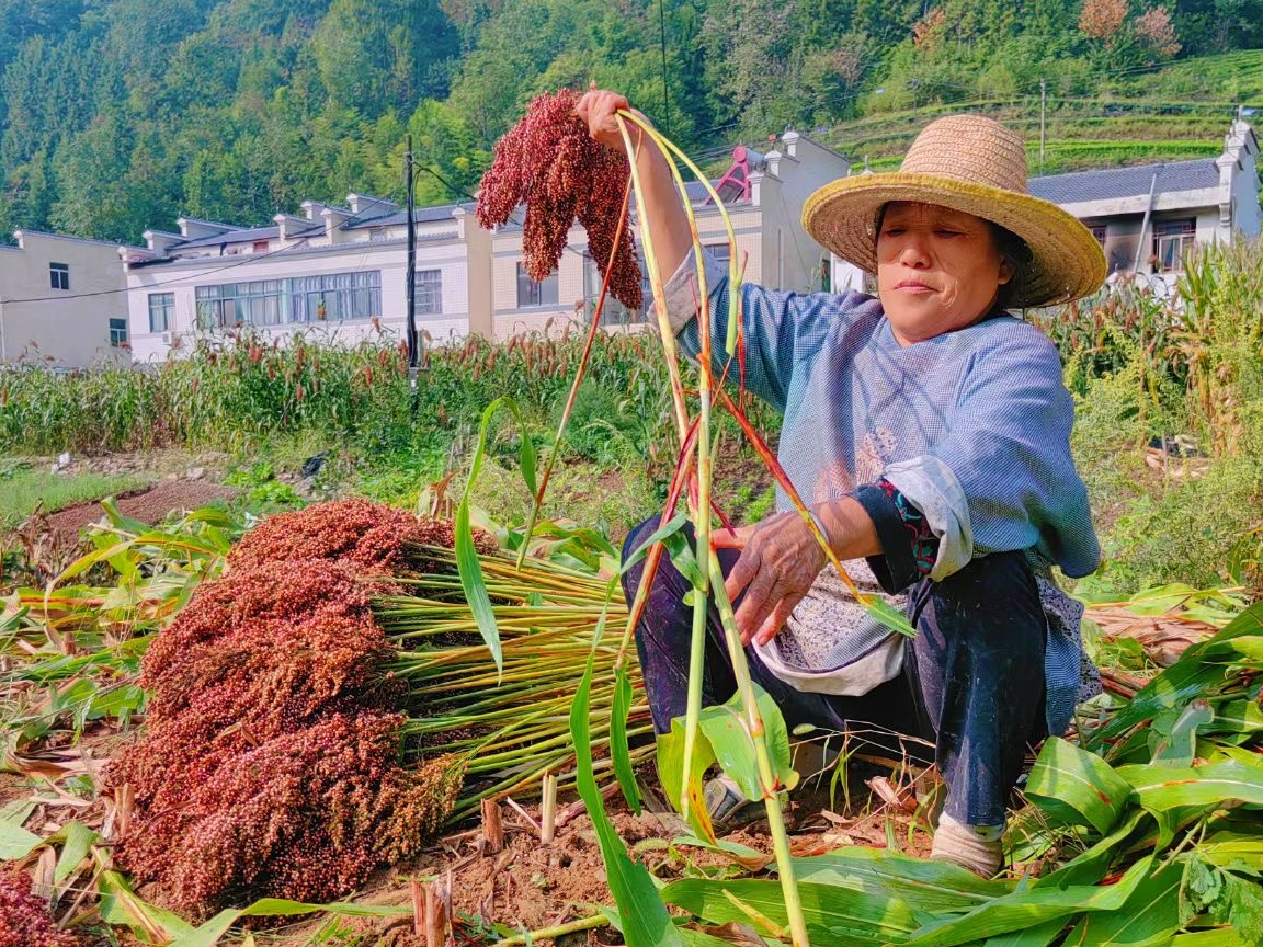 双台乡:又是一年好“丰”景  稻谷飘香收割忙