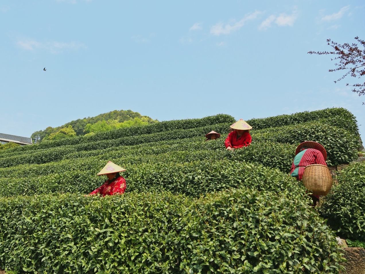 擂鼓镇：秋茶飘香季 茶农采摘忙
