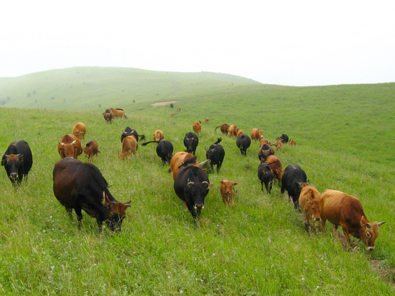 市动物卫生监督所来竹调研养殖业发展情况