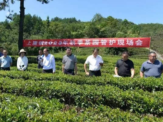 上庸镇：茶园管护助力乡村振兴