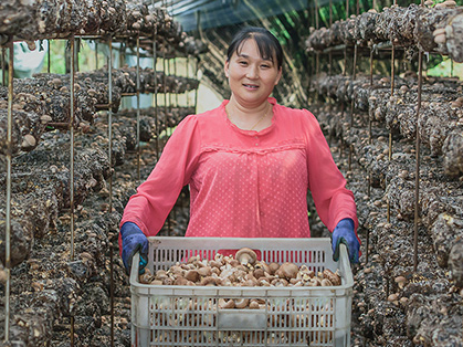 双台乡：香菇采收正当时 反季栽培销路好