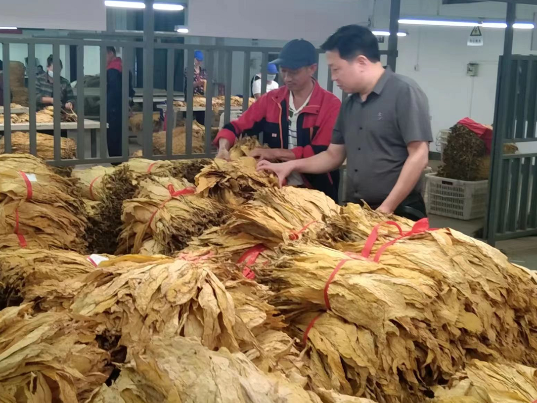 柳林乡：产业促振兴  烟农笑开颜