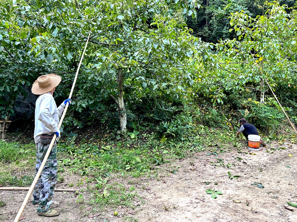 麻家渡镇蛟龙村：“清香”核桃化身“金果果”