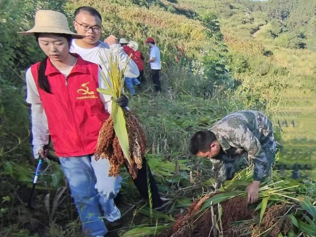 溢水镇：党员干部齐发力 助农抢收红高粱