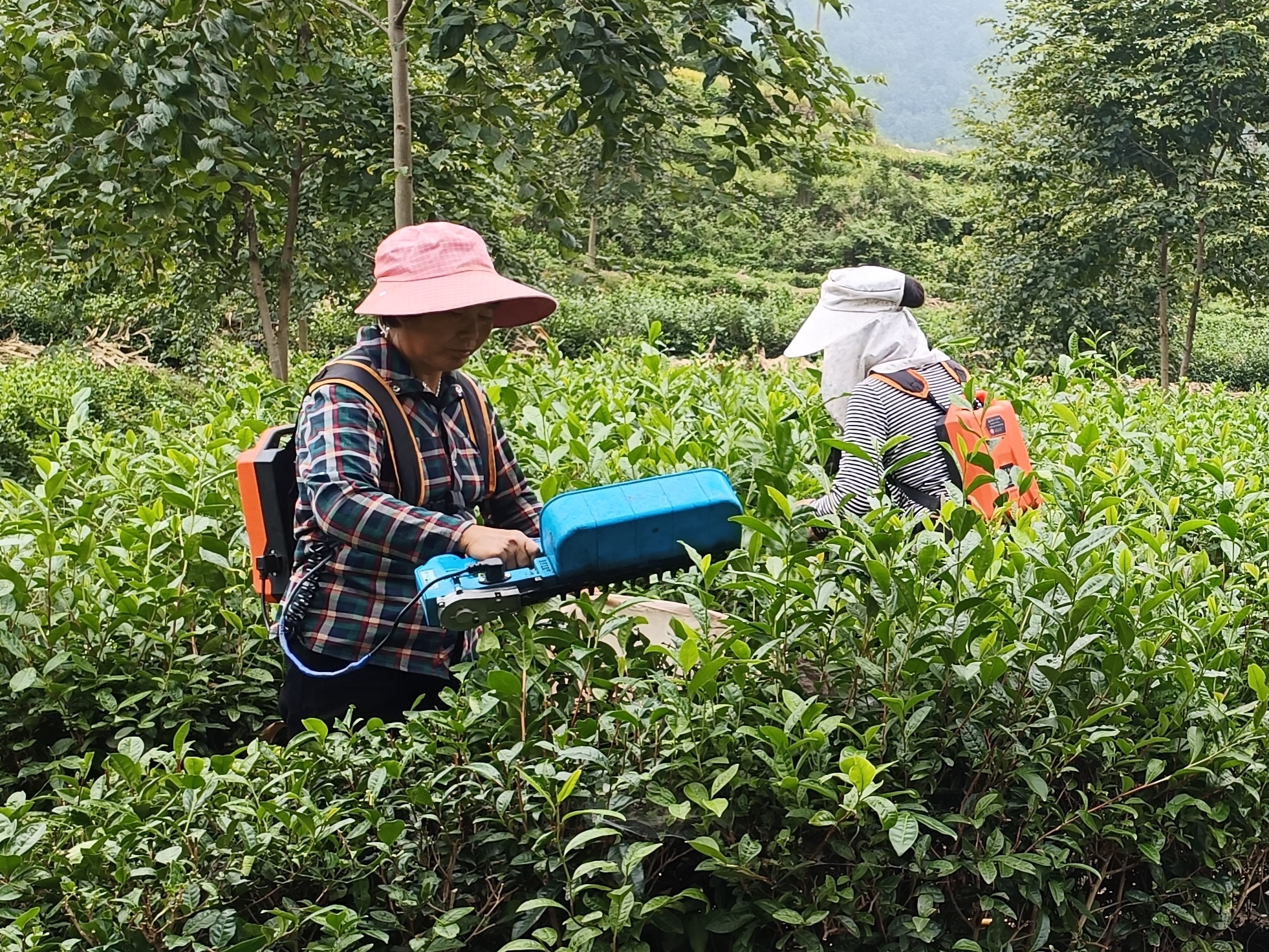 大庙乡：茶叶飘香采摘忙 茶农丰收笑开颜