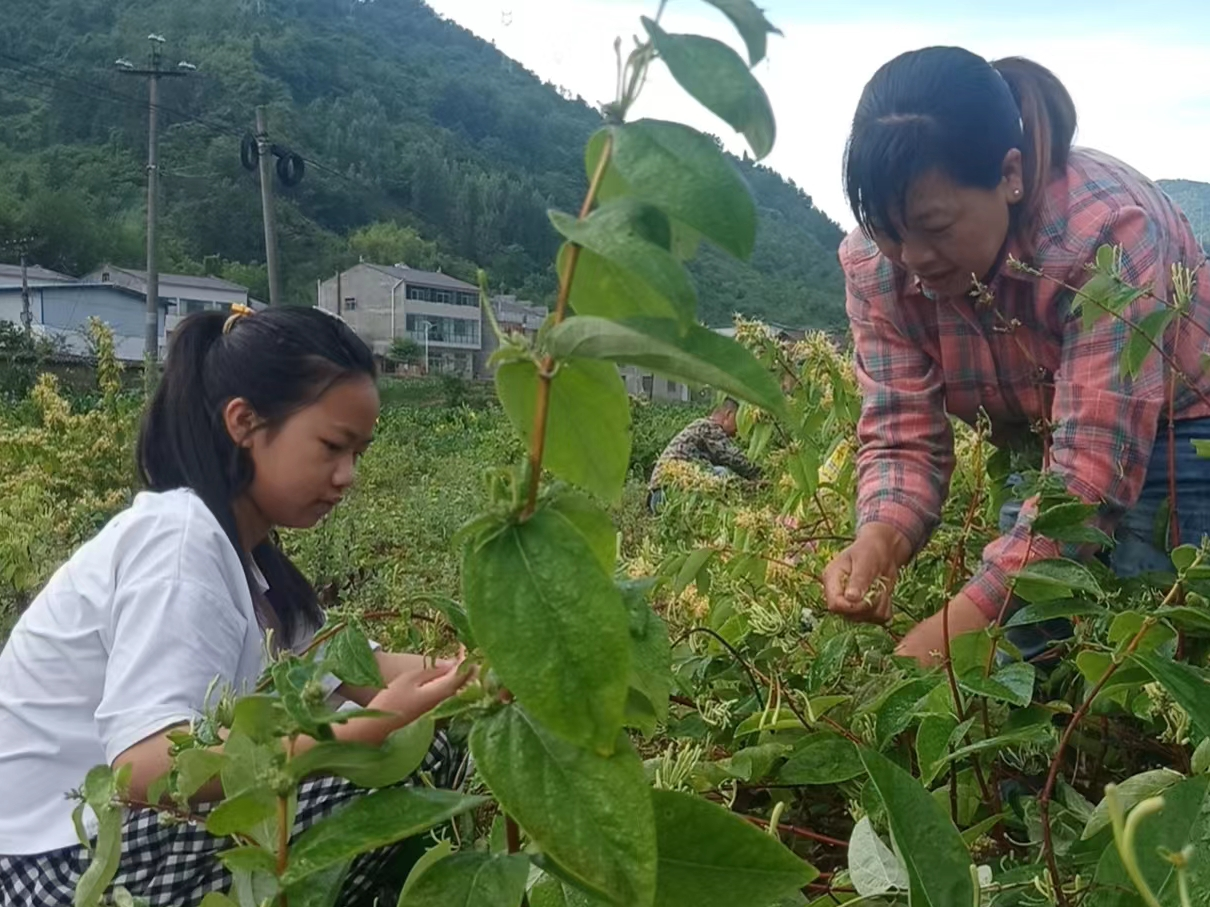 双台乡：产业发展正当时