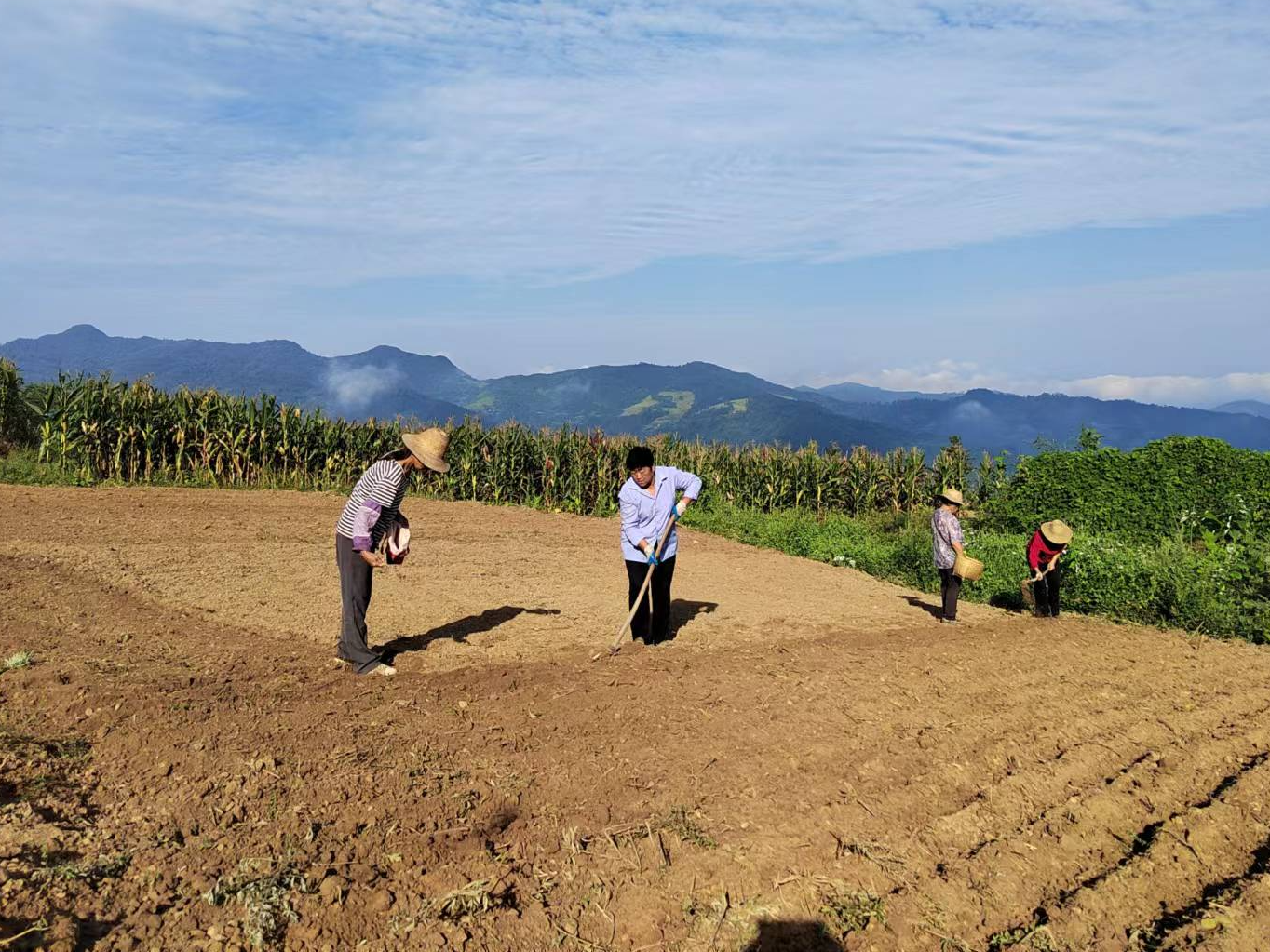 深河乡：烟荞轮作　让闲地变“聚宝盆”