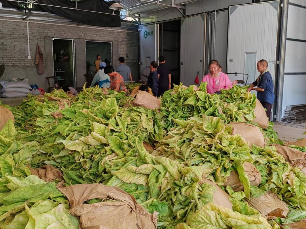 双台乡：绿叶变金叶 烟叶大丰收