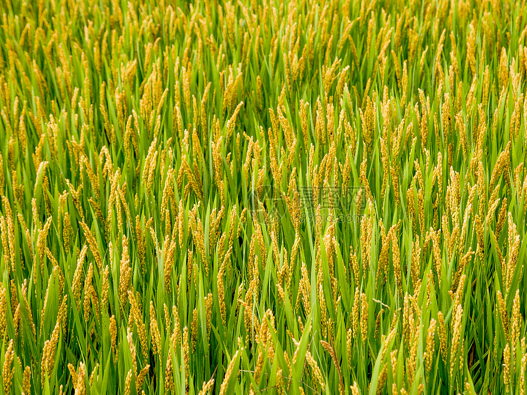 溢水镇：产业兴旺秋收忙