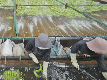 “为柬埔寨农业现代化发展注入更多动力”（共建“一带一路”·第一现场）