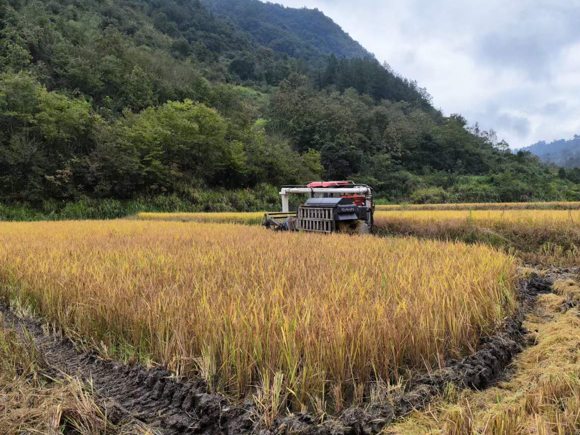 文峰鄉：守好高標準農田