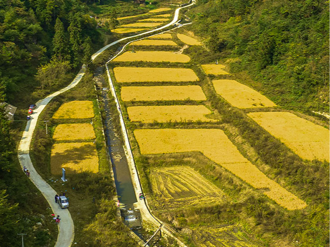 双台乡罗家村“旱改水”项目试种水稻喜获丰收