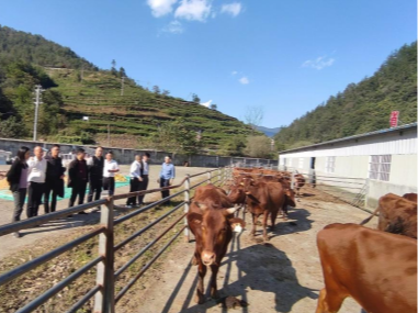 华农专家来我县调研郧巴黄牛保种工作