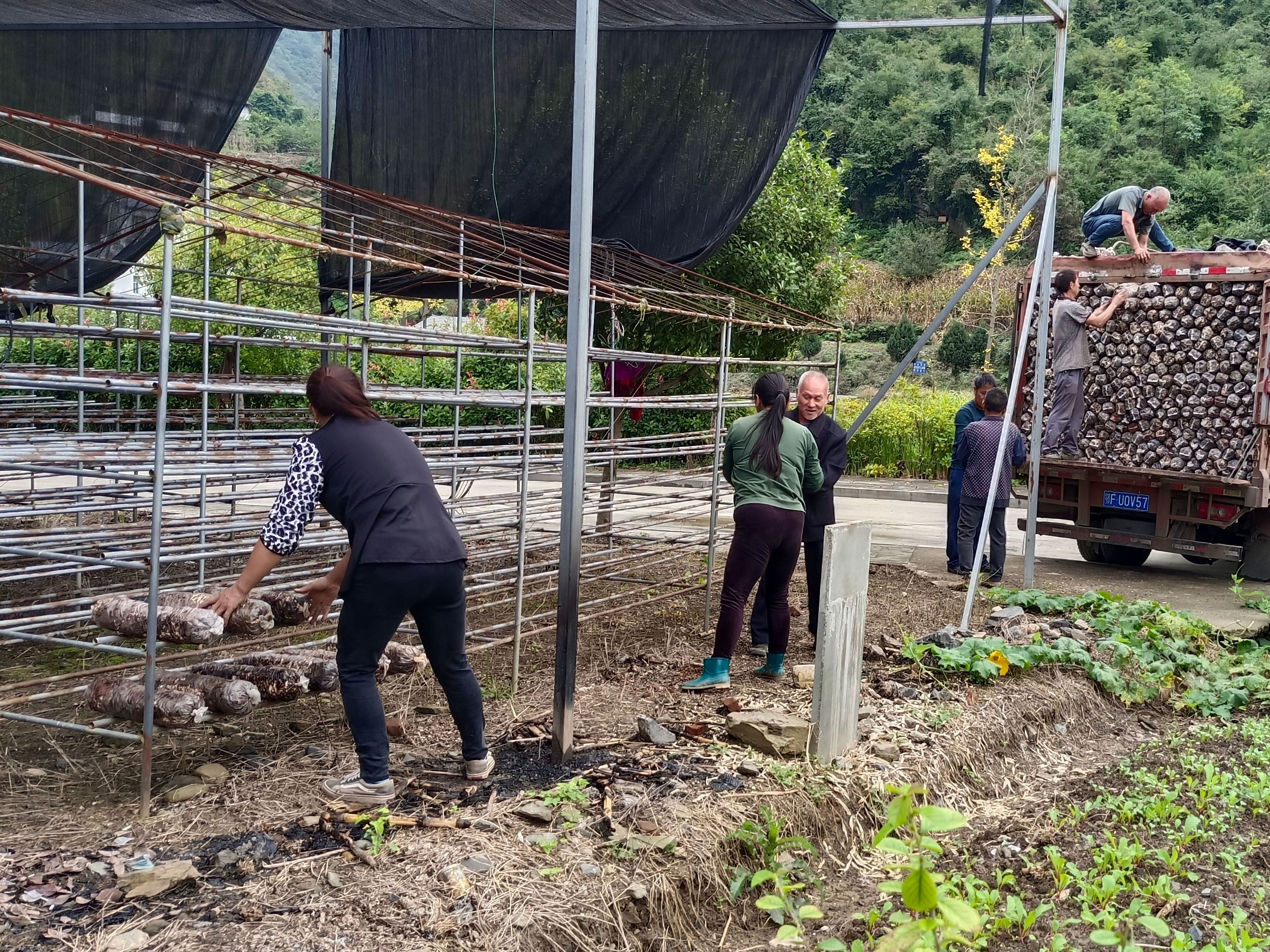 樓臺鄉：香菇上架忙 撐起致富傘