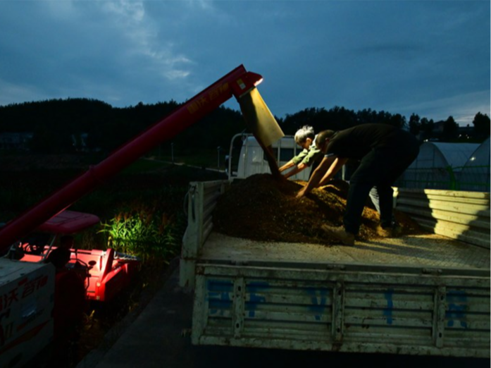 擂鼓金岭红高粱喜获丰收