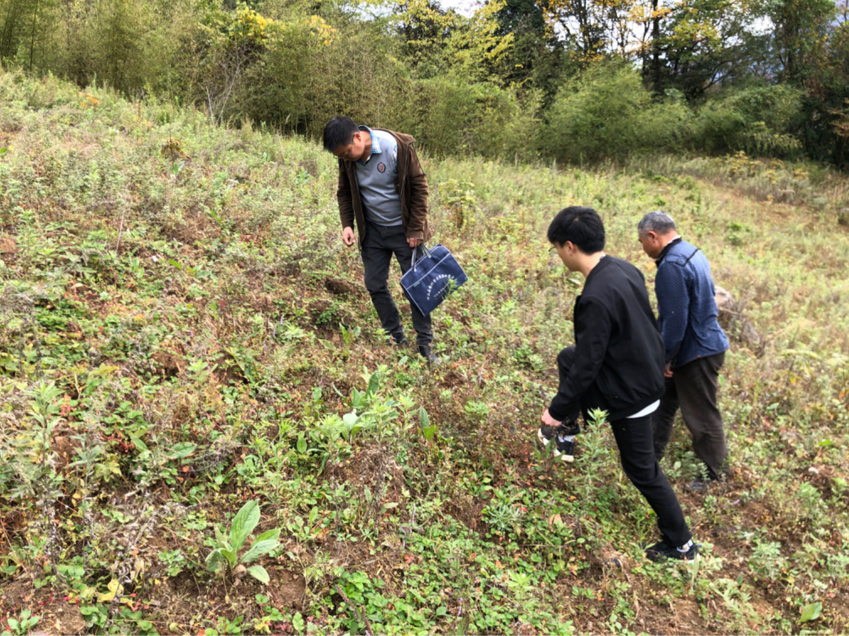 柳林乡全面开展中药材产业验收工作