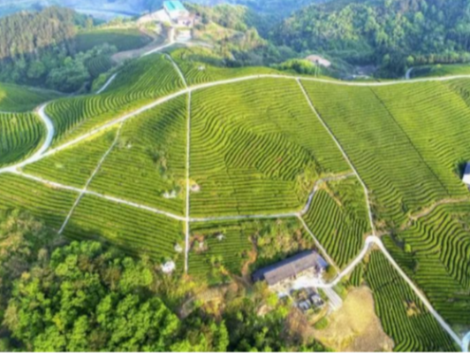 我县茶叶产量突破万吨大关