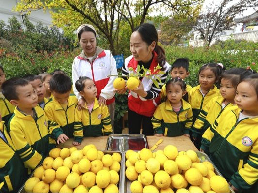 宝丰镇中心幼儿园：采摘香橼 乐在体验