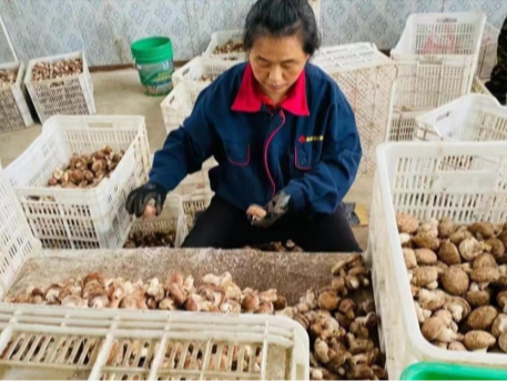 向山村：新建香菇大棚助力乡村振兴