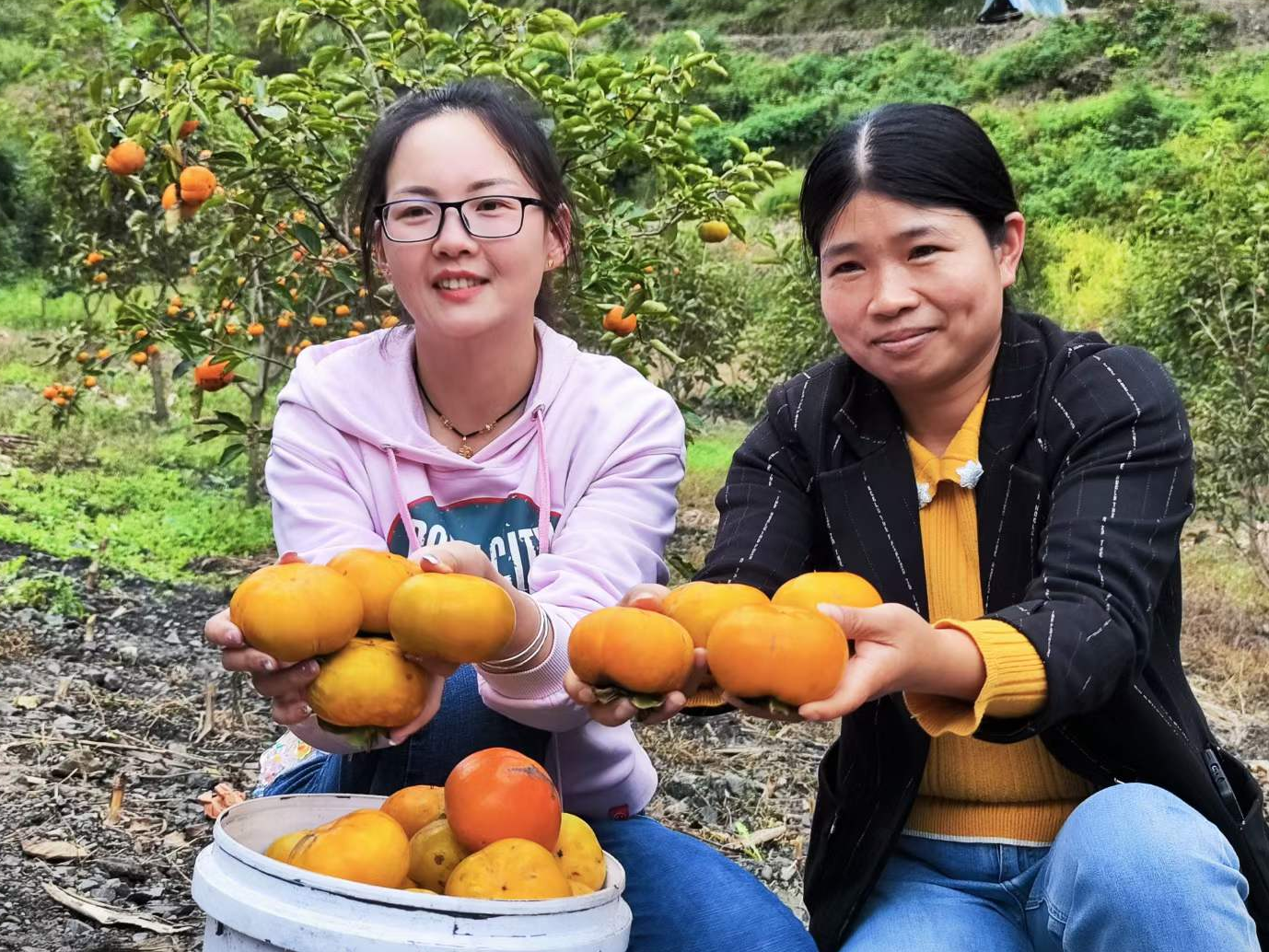文峰鄉：滿山“金果” “柿柿”如意