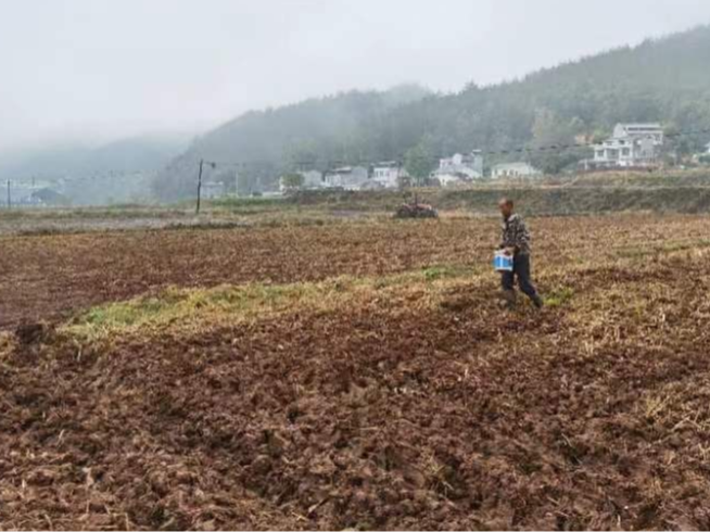 擂鼓镇油菜机械化直播掀热潮 绘就来年好“丰”景