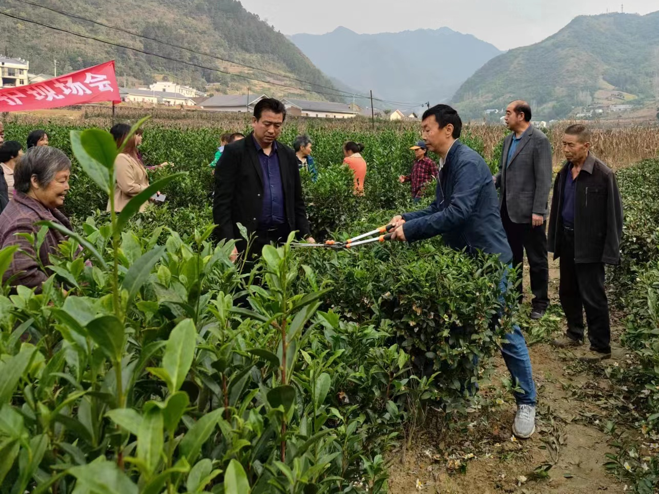 楼台乡：开展茶园管护培训 助力产业提质增效