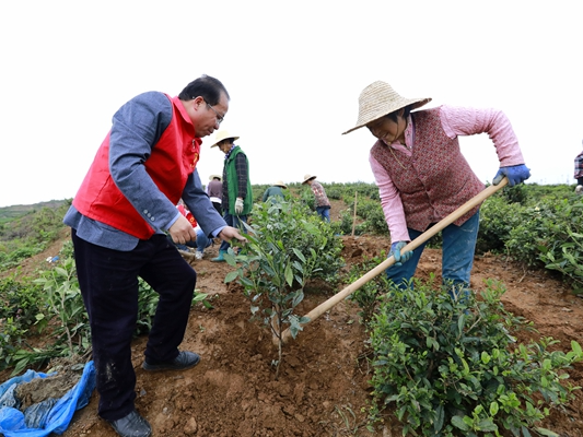 寶豐鎮龍井村：茶園管護補植忙